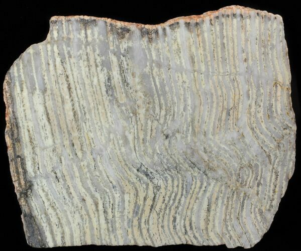 Strelley Pool Stromatolite - Billion Years Old #62753